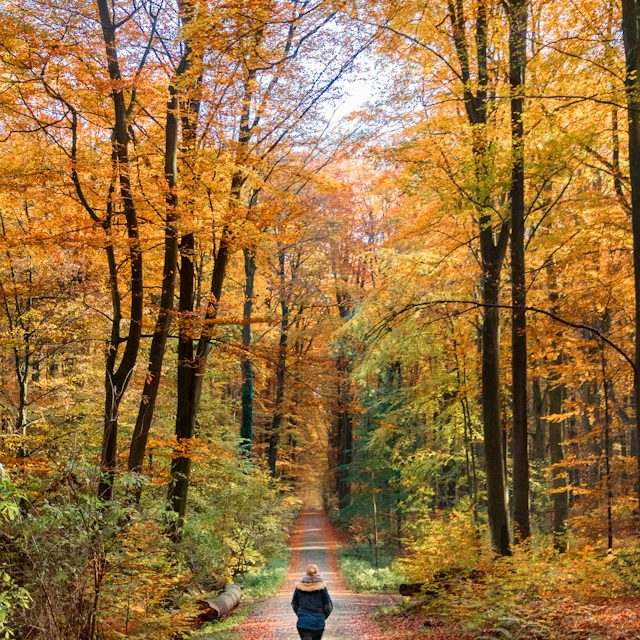 Allée en forêt à l’automne